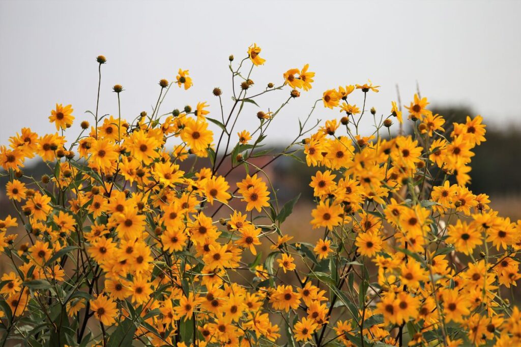 arnica visage