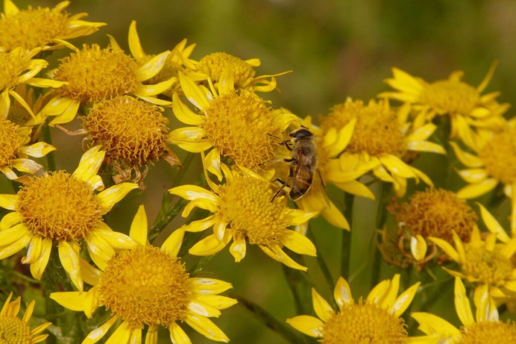 arnica visage avis