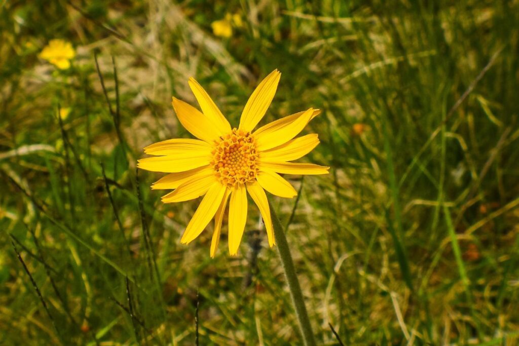 arnica visage oui ou non